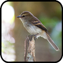 Canto de Guaracavuçu APK