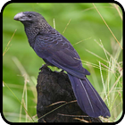 Canto de Passaro Preto-icoon