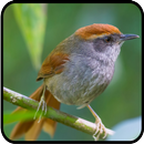 Canto de Pichororé APK
