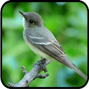Canto de Piui Verdadeiro APK