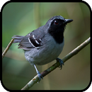 Canto Formigueiro de Cara Preta APK