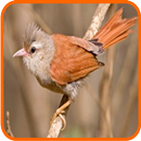Canto João de Cabeça Cinza APK