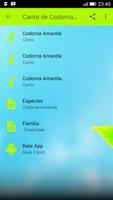 Canto de Codorna Amarela imagem de tela 1
