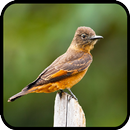Canto Passaros Gibão de Couro APK