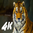 Fondo de pantalla 4K APK