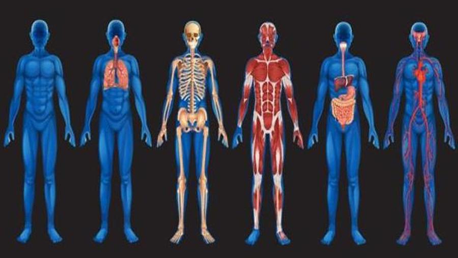Human units. Тело человека. Анатомия человека. Человеческий организм. Анатомическая системы человека.