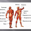Анатомия мышц человека APK