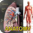 Anatomie humaine