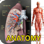Anatomie humaine icône