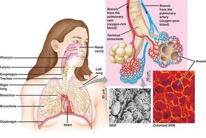Anatomia Humana Cartaz