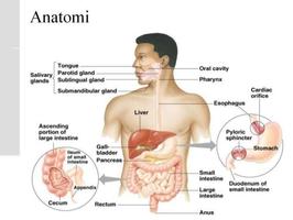 Anatomie humaine capture d'écran 2