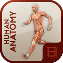 Anatomy Learning - Human Atlas APK