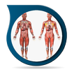 Anatomy 3D Pictures