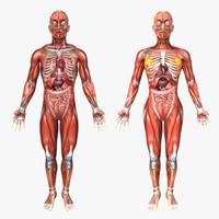 Anatomie 3D-afbeeldingen-poster