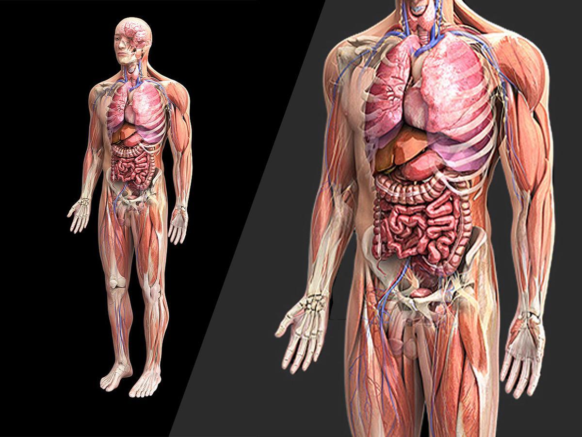 Human structure. Анатомия человека. Анатомия тела. Тема строение человека.