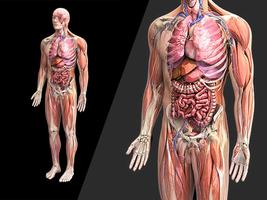 Anatomie 3D-afbeeldingen screenshot 1