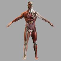 Anatomie 3D-afbeeldingen screenshot 2