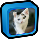 Fonds d'écran animaux mignons APK