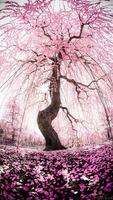 Nature Wallpaper screenshot 3