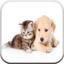 Funny Cats and Dogs Pictures APK