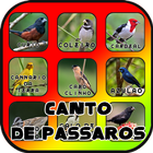 Canto de Passaros Brasil 图标