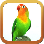 Kicau Lovebird Masteran icon