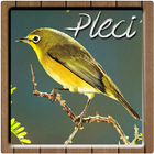 Kicau Master Pleci Ngalas icono