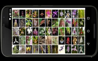 Orchids in the world ảnh chụp màn hình 2
