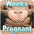 Pregnancy Week By Week ikona