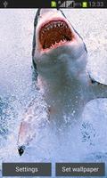 Magic Touch Shark Attack LWP Affiche