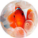 Clownfish Live Wallpaper aplikacja