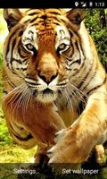 Tiger Waves Live Wallpaper 截圖 1