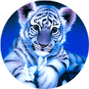 Little Blue Tiger Wallpaper aplikacja