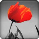 Magic Canvas APK