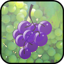 Vineyard Grape Grabbers APK
