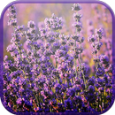 Lavender Fields Forever APK