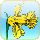 Spring Flower Search APK