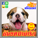 คอมเม้น น้องหมาน่ารักจัง APK