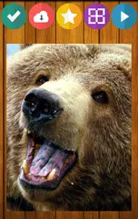 Bär Bären Puzzle APK Herunterladen