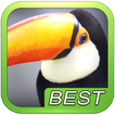 Birds Puzzle Game for Kids