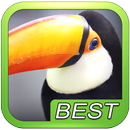 Birds Puzzle Game for Kids APK