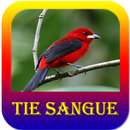 O Canto do Tie Sangue APK