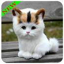 재미 있은 새끼 고양이 이미지 APK
