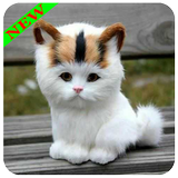 Funny kitten image icon