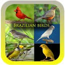 Song of Brazilian Birds APK