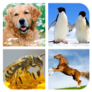 Animal Sounds - Ringtones APK