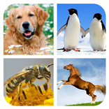 Animal Sounds - Ringtones