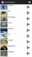 Hayvan Sesleri APK download