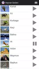 Hayvan Sesleri APK download