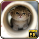 Cute Animal Wallpaper 8K APK